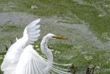 Great Egret, landing at Wakodahatchee Wetlands
