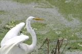 Great Egret at Wakodahatchee Wetlands