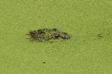 Alligator peeking at Wakodahatchee Wetlands