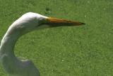 Gret Egret at Wakodahatchee Wetlands