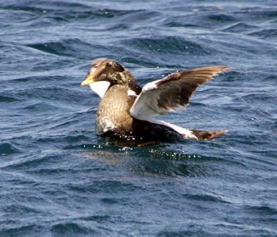 Common Eider