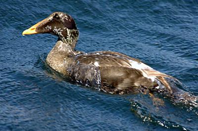 Common Eider