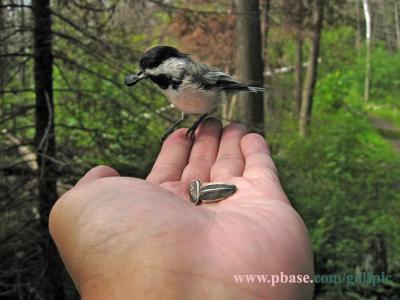 Sunflower seeds for a black-capped chickadee