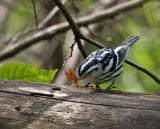 A Black and White warbler catches a butterfly