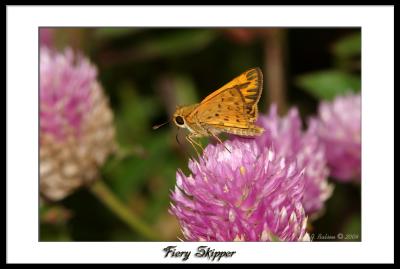 Fiery Skipper