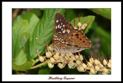 Hackberry Emperor