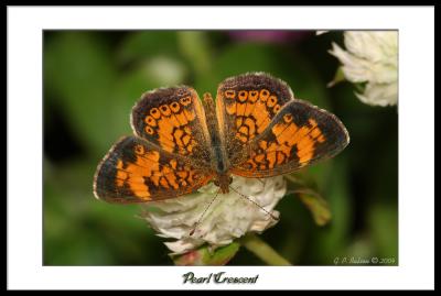 Pearl Crescent