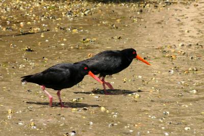 variegated oyster catchers