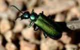 arizona beetle