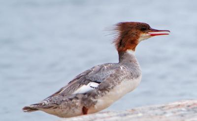 Common Merganser