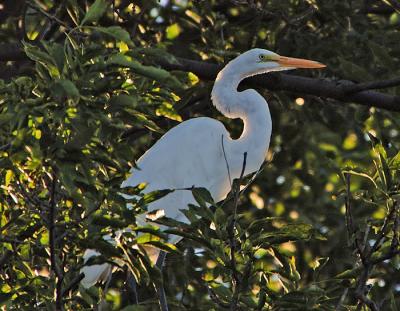 Roosting in a Tree