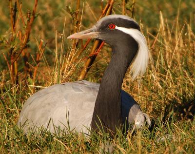 Demoselle Crane