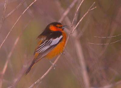 Bullocks Oriole