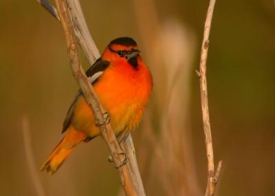 Bullock's Oriole