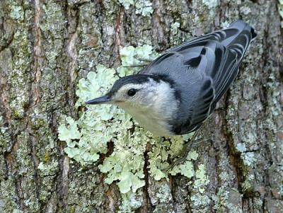 Nuthatches