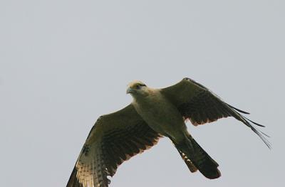 Yellow-headed Caracara