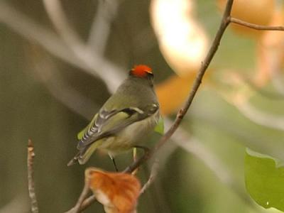 Ruby-crowned Kinglet