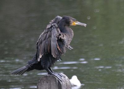 Great Cormorant