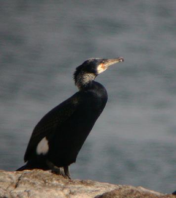 Great Cormorant