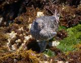 Surfbird