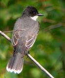 Eastern Kingbird