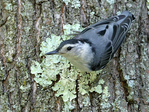 White-breasted Nuthatch