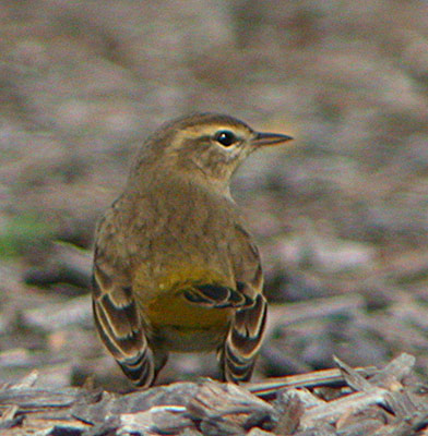 Palm Warbler