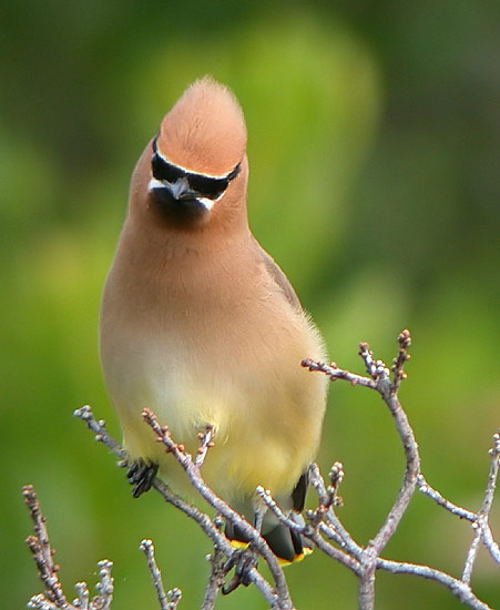 Cedar Waxwing