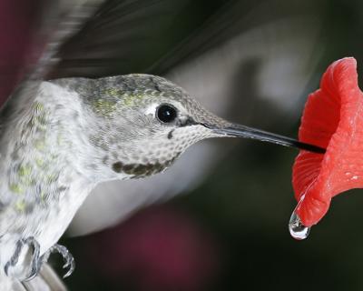 Hummingbird close-up