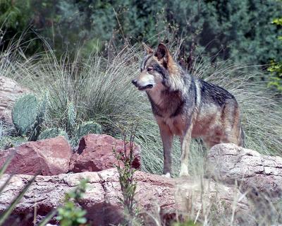 Mexican Wolf