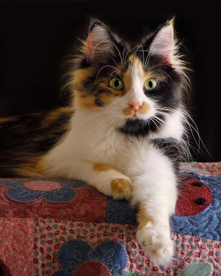 Calico Callie