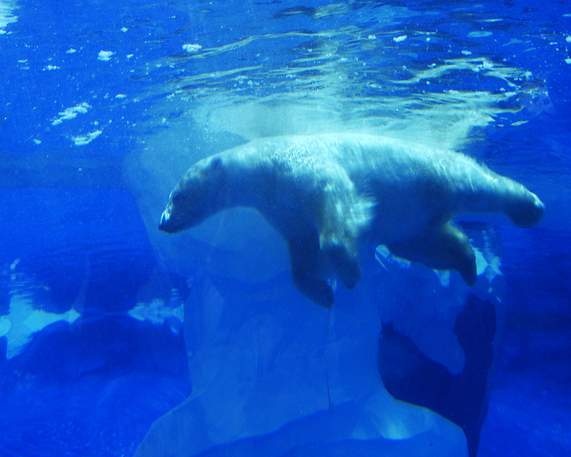 Polar Bear swimming