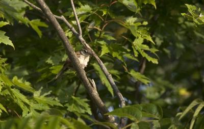 Carolina Wren