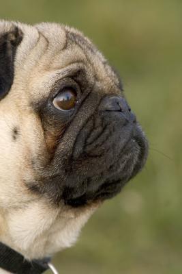 pug2.jpg