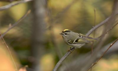 golden_crowned_kinglet