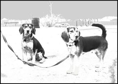 bEAGLES