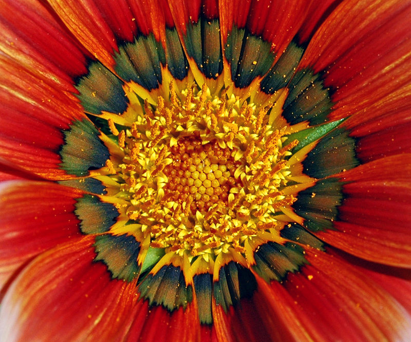 Sunburst