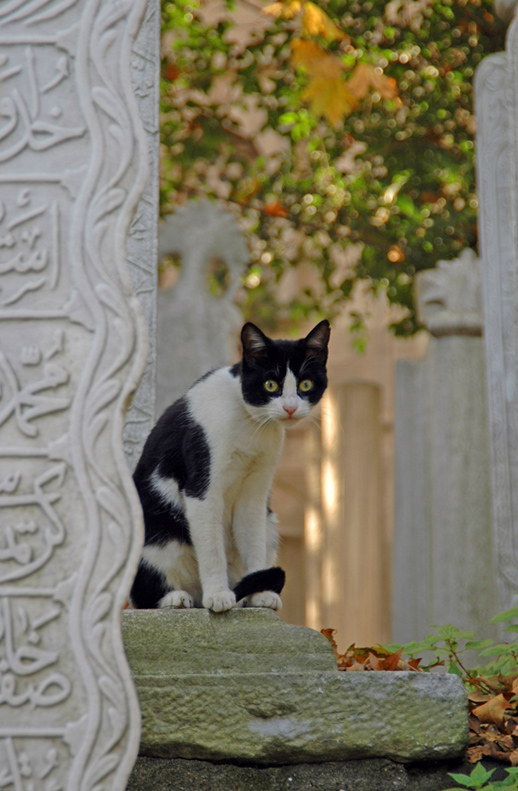 Night Watchman