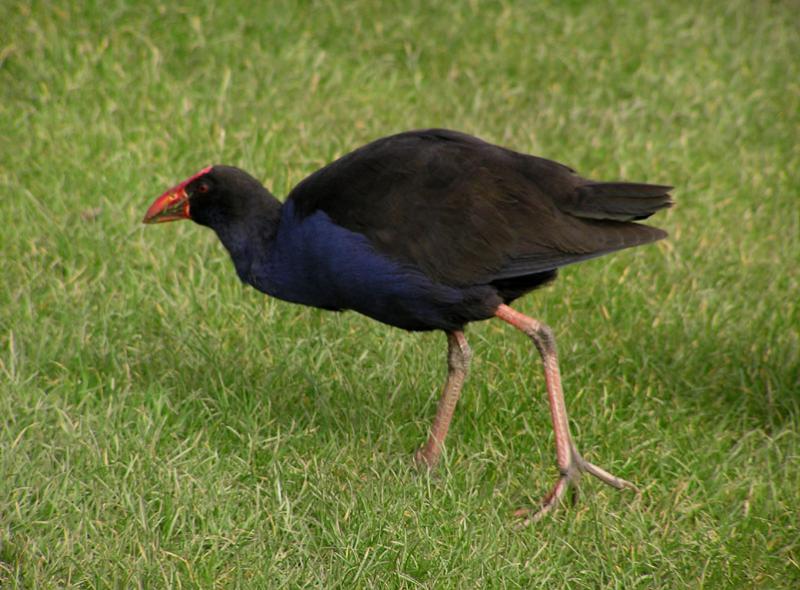Pukeko.jpg