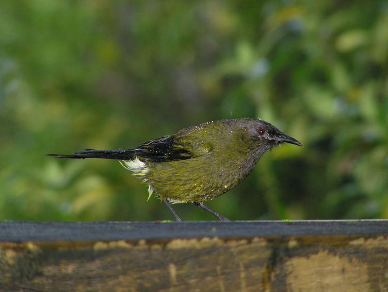 Bellbird.jpg