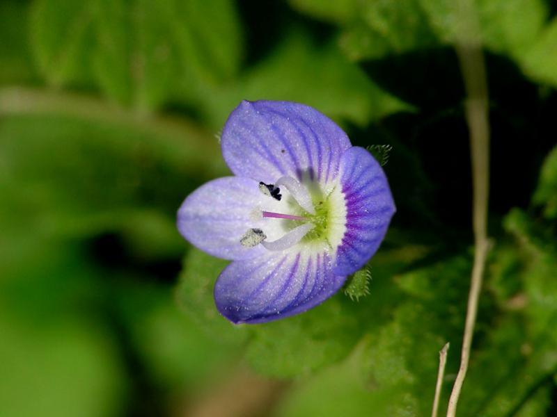 Violet.jpg