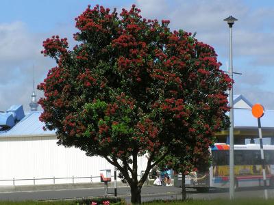 Pohutukawa tree.jpg