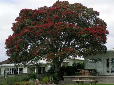 Beach Tree.jpg