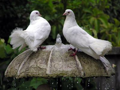 Pigeons on fountain.jpg