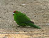 1 Parakeet.jpg
