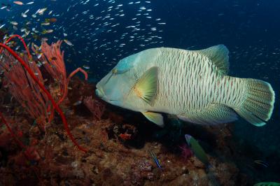 Napolean Wrasse