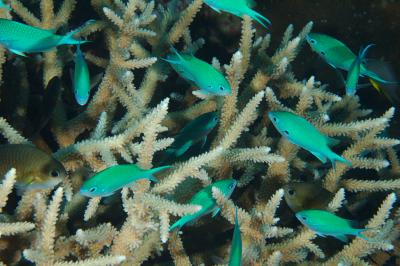 Anthias in elkhorn coral