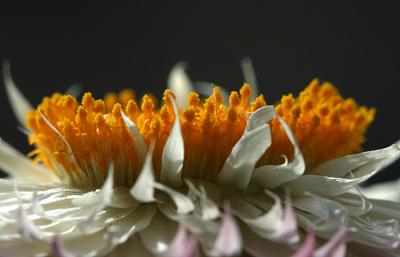 Helichrysum microphyllum<br>Strawflower<br>Strobloem