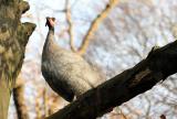 Numida meleagris <br>Helmeted guineafowl <br>Parelhoen