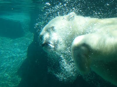 polar bear bubbles.jpg